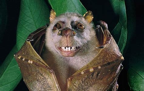 16 Animals That Simply Look Dumb Weird Animals Bat Species Animals