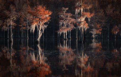 Tapestries Of Autumn Cypress Swamps Photograph By Alexandr Kukrinov