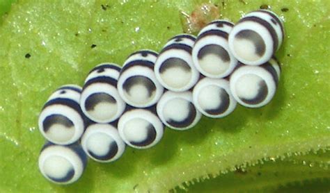 Harlequin Bug Eggs Murgantia Histrionica Bugguidenet