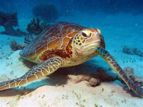 Great Barrier Reef Flatback Sea Turtle