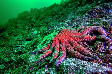 Large Red Sunflower Starfish Photograph By James White