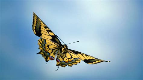 4k Hd Stunning Yellow Butterfly Wallpapers And Images