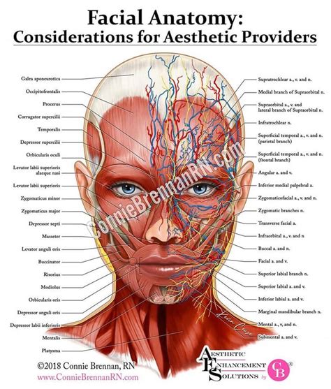 Facial Anatomy Considerations For Aesthetic Providers On Behance In