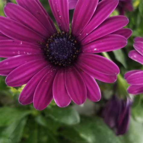 We are open monday through friday 8:00 am to 4:30 pm and saturdays from 8:00 am to 1:00 pm. Twin Oaks Nursery - Denison, Texas - Home | Facebook