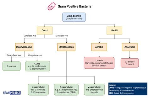 Gram Positive Bacilli Chart