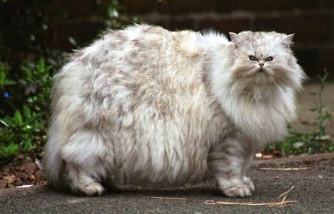 18 Cats That Give A Whole New Meaning To Fluffy Cats