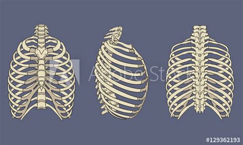The rib cage, shaped in a mild cone shape and more flexible than most bone sets, is made up of varying elements such as the thoracic vertebra, 12 equally paired ribs, costal. 