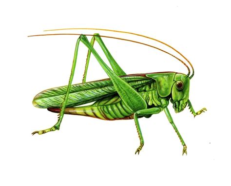 Green cricket insect button | zazzle.com. Cricket Insect Drawing at GetDrawings | Free download