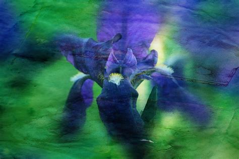 Poetic Iris Photograph By Toni Hopper Fine Art America