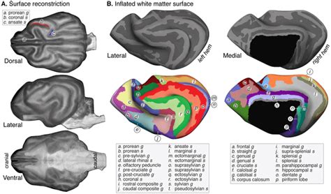 Dog Brain Iq Structure And Anatomy √ Dog Brain Size By Breed The