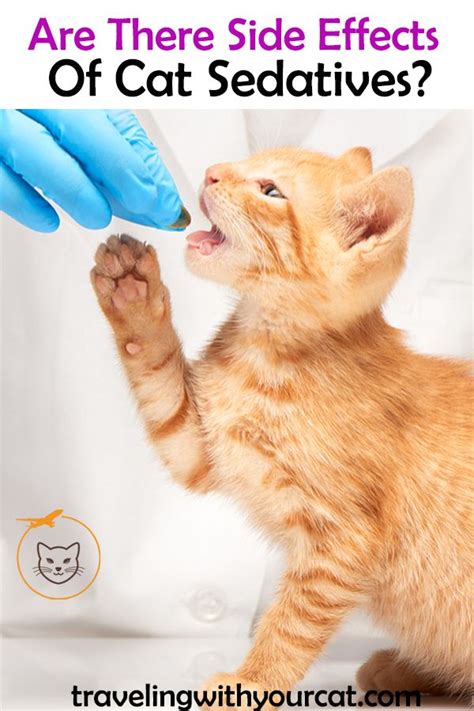Did you scroll all this way to get facts about cat sedatives? Everything You Need To Know About Cat Sedatives For Travel ...