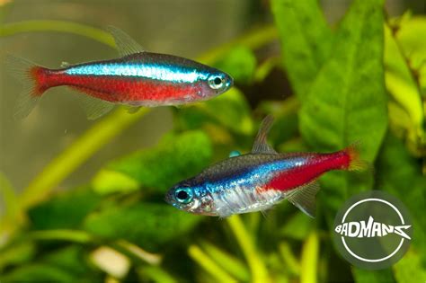 Cardinal Tetra Male Female Differences