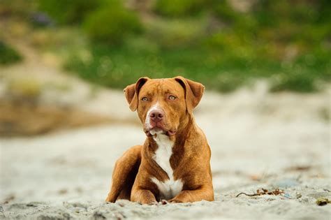 Stunning Facts About The Different Breeds Of Pit Bulls