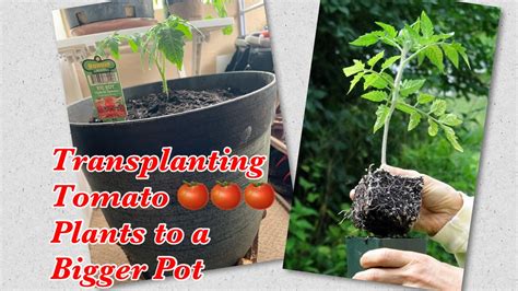 How To Transplant Tomato Plant To A Bigger Pot Youtube