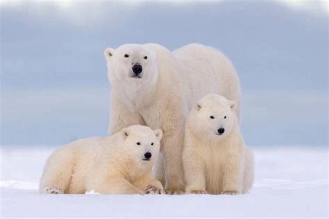 Soy 502 On Twitter Polar Bear Bear Wildlife