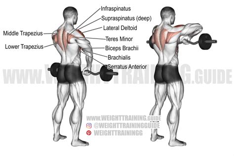 Ez Bar Wide Grip Upright Row Exercise Instructions And Video