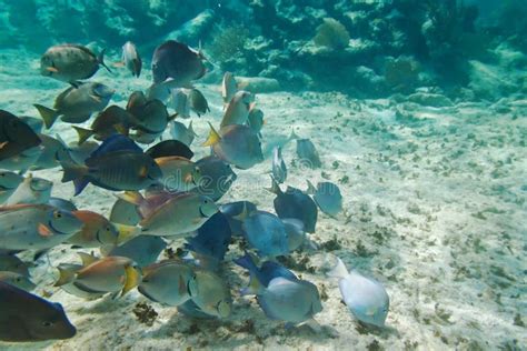 Caribbean Sea Life Stock Photo Image Of Fish Blue Shell 21435422
