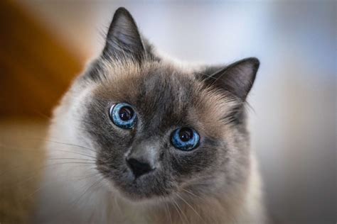 9 cat breeds from asia