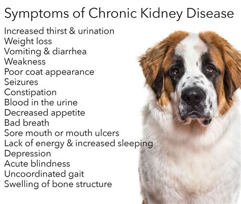 Kidney Infection Vs Kidney Failure In Dogs Kidrizi