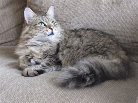 Grey And Black Long Fur Tabby Cat Free Image Peakpx