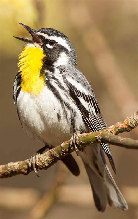 Yellow Throated Warbler Minnesota Breeding Bird Atlas