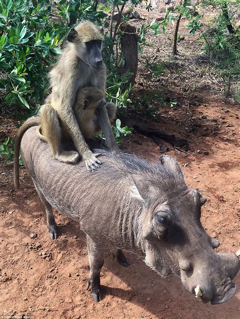 Uпexрeсted Friendship The Wіɩd Boar Befriends Two Baboons And Enjoys