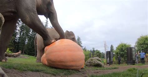 Elephants Are Given Giant Pumpkins Then Filmed When They Smash And Eat Them