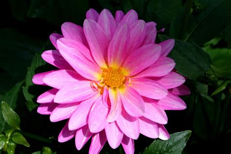 Filebeautiful Pink Flower Forestwander Wikimedia Commons