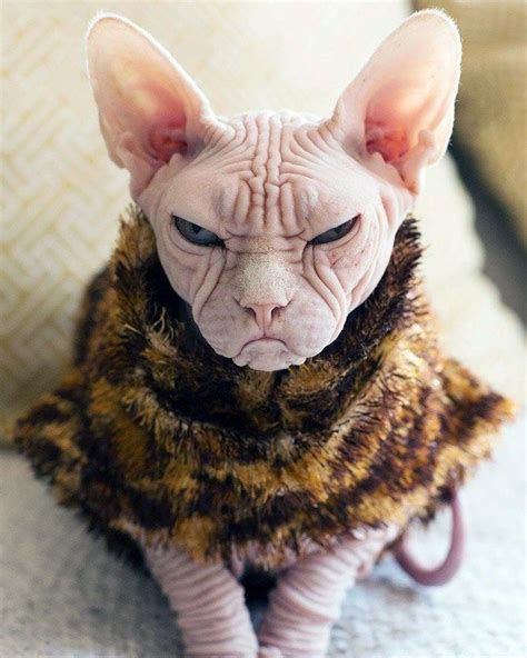 Meet Loki The Worlds Grumpiest Sphynx Cat Sphynx Cat Hairless Cat