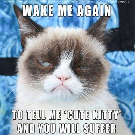 Love Grumpy Funny Grumpy Cat Memes Grumpy Cat Grumpy Cat Humor