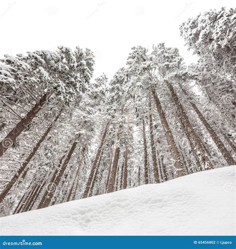 Snow Covered Pine Trees In Winter Stock Photo Image Of Pine Hill