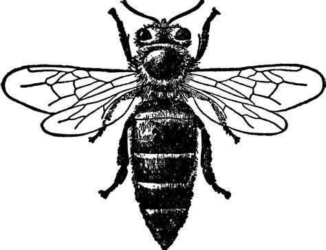 Honey Bee Queen Clipart Etc