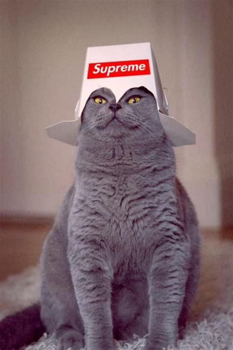 Supreme Cat Cat Pics Cats Cute Cat Breeds