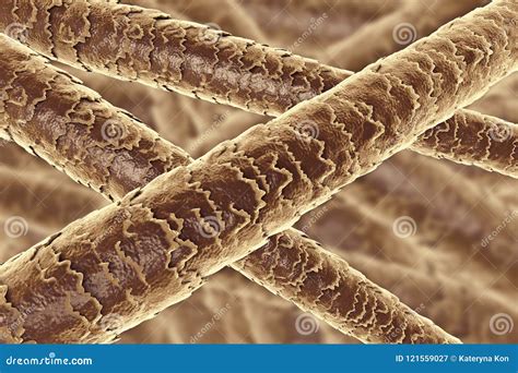 Human Hair Cells Under A Microscope