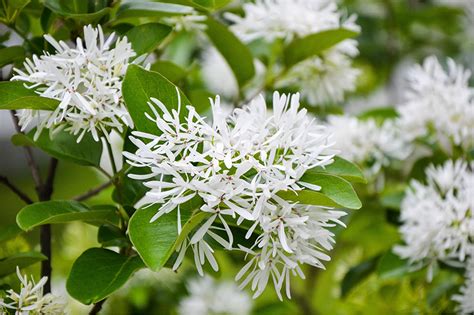 Chinese Fringe Tree Sammys Plant World