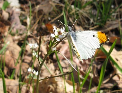 Falcate Orangetip Butterflies Of Alabama · Inaturalist