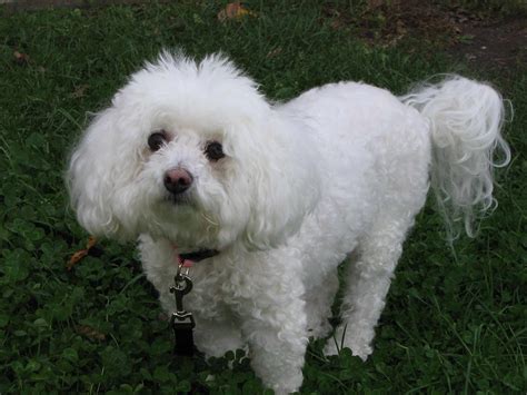 Bichon Frise Dog Breed » Information, Pictures, & More