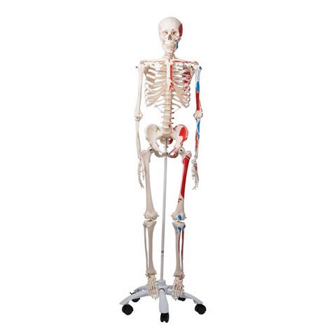 Anatomical Skeleton Model Muscle Max
