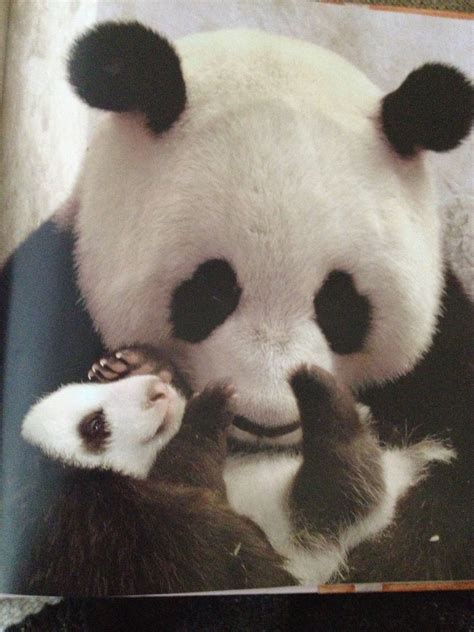 Giant Panda With Baby Panda So Cute I Wish I Could Have A Panda For A