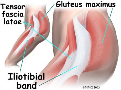 Muscle tendons in the knee joint and the shoulder joint are crucial in stabilization. Physical Therapy in Colonia for Hip - Anatomy