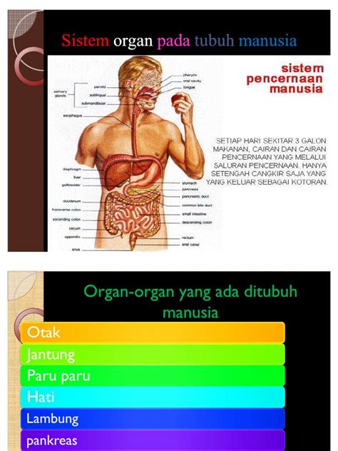 Sistem Organ Pada Tubuh Manusia