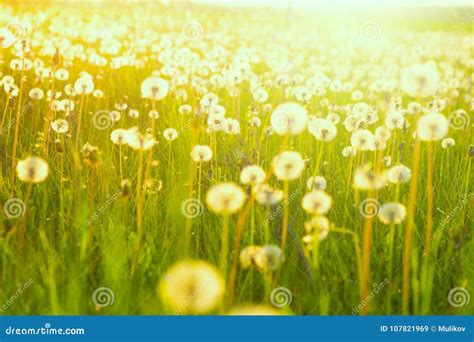 Field Of Dandelions Green Summer Meadow With Dandelions At Sunset