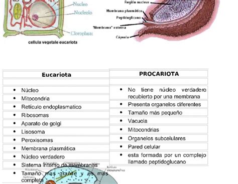 Cuadros Comparativos Entre Células Procariotas Y Eucariotas Cuadro