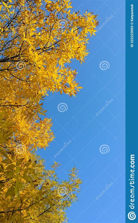 Autumn Yellow Leaves Of Trees Against A Background Of Clear Blue Sky