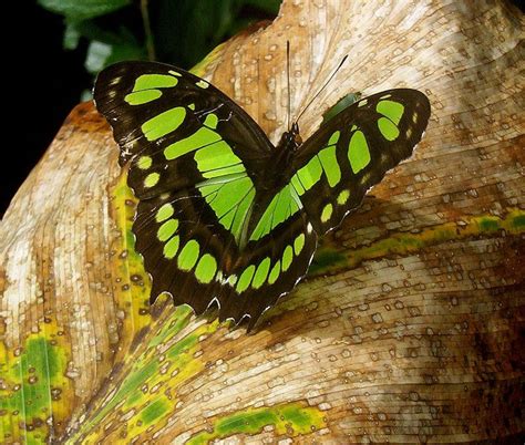 TrekNature | Green Butterfly on dry leaf Photo | Green butterfly, Butterfly photos, Beautiful ...