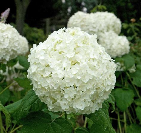 The Best White Hydrangea Varieties For Your Garden