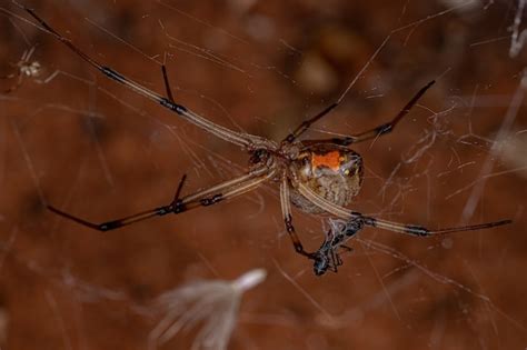 Hembra Viuda Parda Adulta De La Especie Latrodectus Geometricus Foto