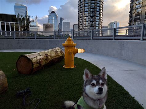 Maybe you would like to learn more about one of these? Amazon's new headquarters has a dog park on floor 17. My dog was one of the first to use it ...