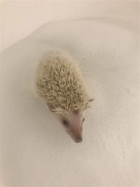 Enter your email address to receive alerts when we have new listings available for pygmy hedgehog pet for sale. Hedgehog Rodents For Sale | Midlothian, VA #326912