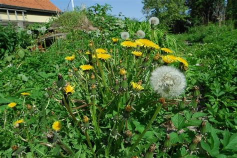 This spring, i vowed to revive and transform it into a japanese style garden. Dandelions in an overgrown garden | Stock Photo | Colourbox